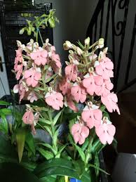 Image result for Habenaria walleri
