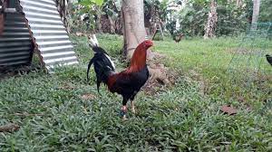 We did not find results for: Pure Allen Roundhead Broodcock Youtube