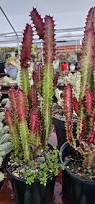 Image result for Euphorbia tholicola