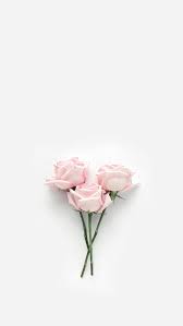 Wallpapers Pink Pastel Wallpapers Pink Wallpapers Wallpapers Pink Wallpape In 2020 Flower Background Wallpaper Pink Flowers Photography Floral Wallpaper Desktop