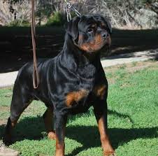 Puppy flights and front door pet delivery available anywhere in the usa. German Rottweiler Puppies For Sale Von Ruelmann Rottweilers Inc Other German Rottweiler German Rottweiler Puppies Rottweiler Puppies For Sale