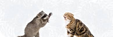 Northern colorado pest & wildlife control is your trustworthy source for all your wildlife removal needs. Wildlife Control Services In Metro Vancouver Solution Pest Control
