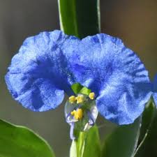 Image result for Commelina petersii