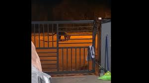 I'm in love penyanyi : Harimau Dahan Cari Makan Depan Rumah