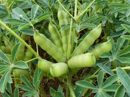 Lupines are widely distributed in the mediterranean area but are especially numerous on the prairies of western north america. Weisse Lupine Die Neue Eiweisskonigin Pfluglos