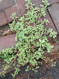 Purslane or pigweed (portulaca olerace) image source: Purslane Portulaca Oleracea Ligaya Garden