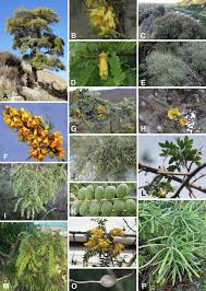 Image result for Sophora velutina
