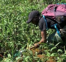 Image result for Blepharis reekmansii