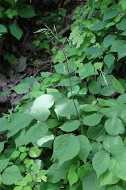 Image result for Hylodesmum