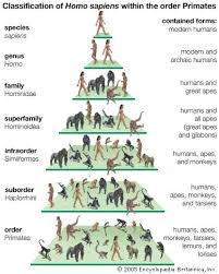 animal taxonomy animal trees fascinating animals