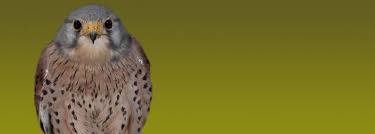 Nistkasten Fur Eulen Und Greifvogel Eulen Und Greifvogelstation Haringsee Vogel Im Garten Mauersegler Waldohreule