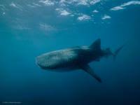 World record salmon shark kenneth higginbotham pic. Biggest Fish In The Sea Are Girls Eurekalert