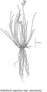 Image result for Subularia