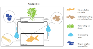 Project Feed 1010 Components Of An Aquaponics System