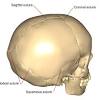 The human skull bones are connected via a series of suture joints. Https Encrypted Tbn0 Gstatic Com Images Q Tbn And9gctkq Lcrti8b Si8fwpw Jp Iveximv93ssuaileoows2kt8ilk Usqp Cau