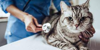 Berikut harga dan jenis vaksin untuk kucing. Biaya Vaksin Kucing Mahal Yuk Cari Tahu Faktanya Di Sini Pintarpet