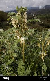 Image result for Astragalus atropilosulus