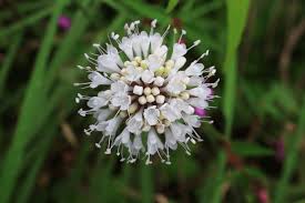 Image result for Dipsacaceae