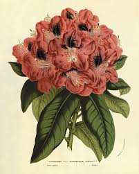 Rhododendron Antique Botanical Art Print Plantas Flores Botanica