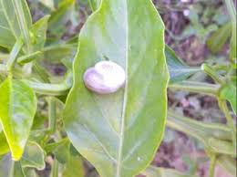 Mar 06, 2020 · master gardener: Slugs And Snails Pests Diseases