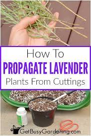 How To Propagate Lavender Plants From Cuttings How To Propagate Lavender Lavender Plant Growing Lavender