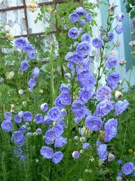 9 Perennial Plants For Early Spring Flowers Campanula Persicifolia La Belle Double Peach Leafed Bellflo Perennial Plants Early Spring Flowers Flower Garden