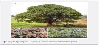 Image result for Hagenia abyssinica