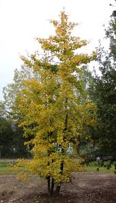 Ginkgo Biloba Multi Stem 2 Jpg 1 400 2 430 Pixels Fruitbomen Verplanten Vormbomen