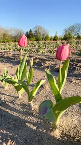 The window is behind / above the sofa.sin front of/ next to the window is a lamp. Spring Tyler S First Tulip Field To Open Saturday Cbs19 Tv
