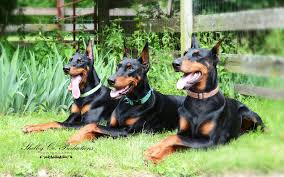 Enter your email address to receive alerts when we have new listings available for doberman puppies for sale uk. Dagobah Dobermans Breeding For The Future