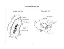 Biological Drawing Of Prokaryotic Eukaryotic Cells Eukaryotic Cell Biology Drawing Prokaryotic Cell