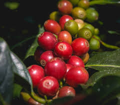 Image result for Coffea canephora