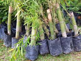 Di mana kiri dan kanan sepanjang perjalanan di lorong kecil tersebut kedapatan penuh dengan pokok buluh cina serta dedaunnya yang panjang. Cara Tanam Buluh Madu Untuk Hasil Rebung Kebun Bandar