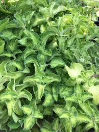 Image result for Coleus amboinicus