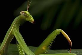 Pin By Nicorteil F On Insect Praying Mantis Barn Animals Pray