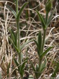 Image result for Cerastium indicum