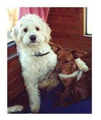 We did not find results for: Refuge De L Arbois Garde D Animaux Et Refuge Aix En Provence 13290 Adresse Horaire Et Avis