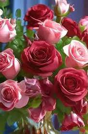 Good morning have a nice day 🌹🥀🌺 For you my roses friends 🌹🥀🌺 | Facebook