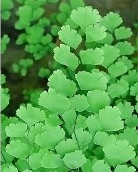 Image result for Adiantum capillus-veneris