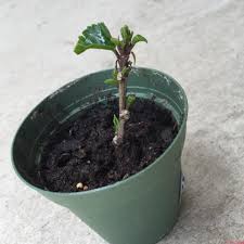 This is because the seeds will not grow true to the parent plant and will look different from the parent. Pin On Pretty Flowers