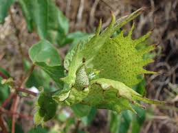Image result for Gossypium barbadense