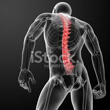 Usually, the long bones have bone marrow while the short ones don't. 3d Render Human Spine Anatomy Stock Photos Freeimages Com