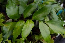 Image result for Cyrtomium