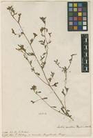 Image result for Smithia elliotii