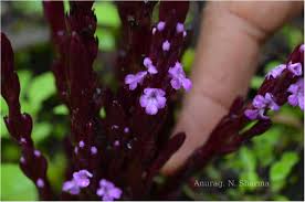 Image result for Striga gesnerioides