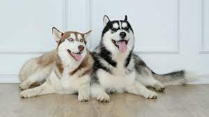 Iditarod trail sled dog race; Guia Para Identificar Los Colores Del Malamute De Alaska 1001 Perros