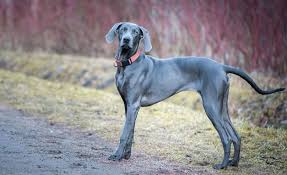 When well trained the weimaraner is a confident and assertive dog who makes a wonderful companion. Gorgeous And Goofy Is The Weimaraner Right For You K9 Web