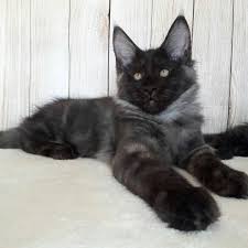 Pin On Maine Coon