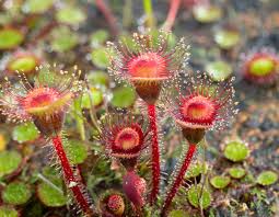 Image result for Drosera