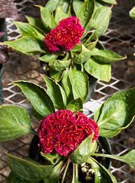 Celosia Better Homes Gardens